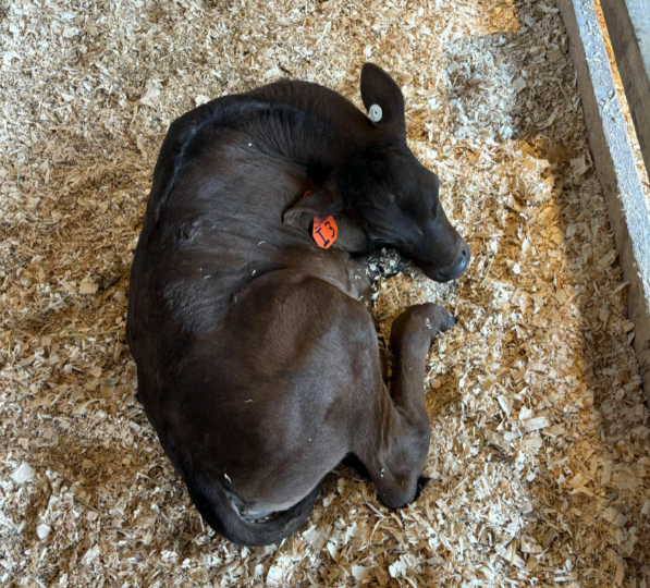 Calf in the animal pasture at Shelburne Farms, the location of student-run FEAST on May 22, 2024.